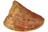 Serrated, Juvenile Carcharodontosaurus Tooth #214423-1